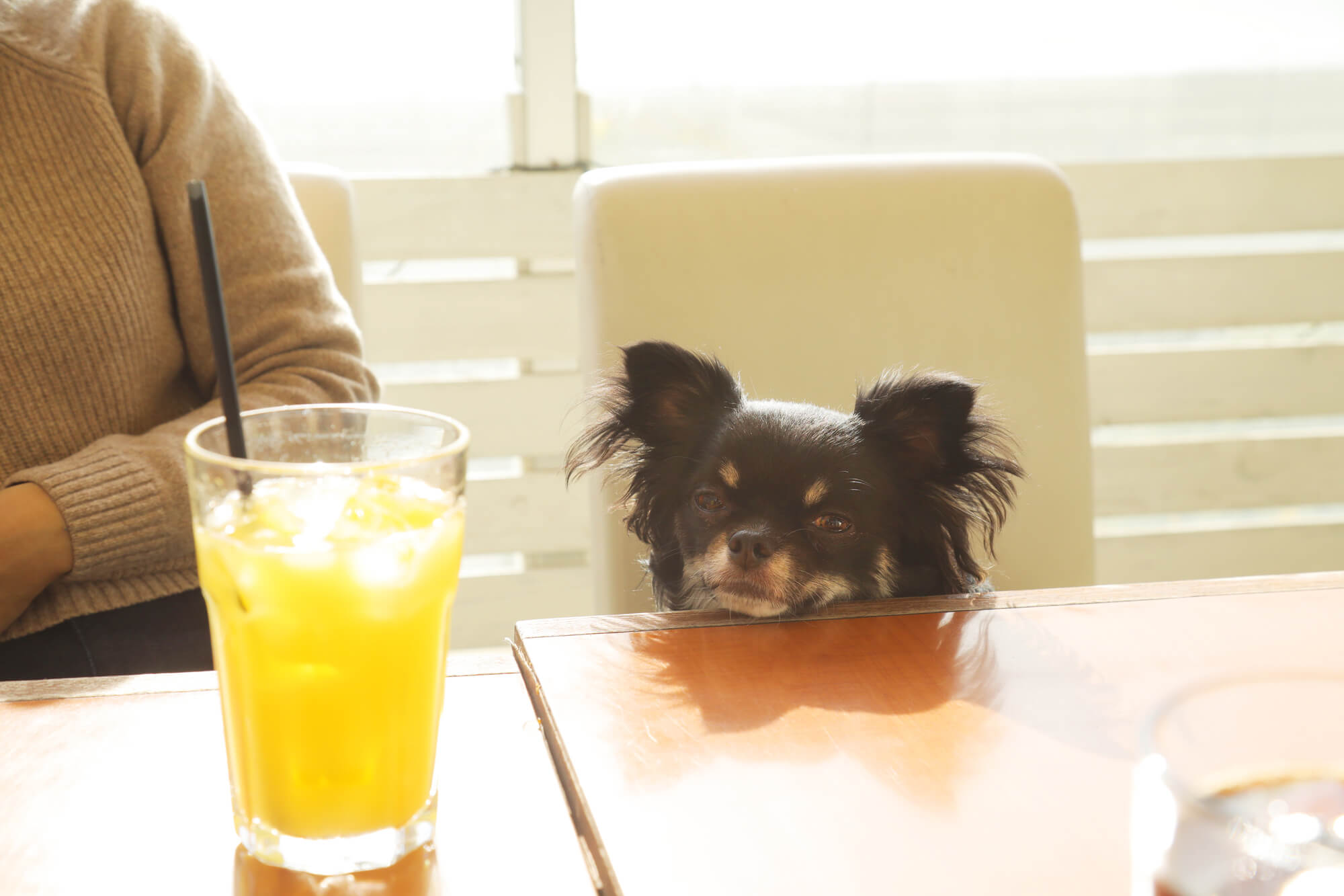 広島県のドッグカフェはエリアごとに魅力でいっぱい！愛犬と一緒に広島を楽しもう！